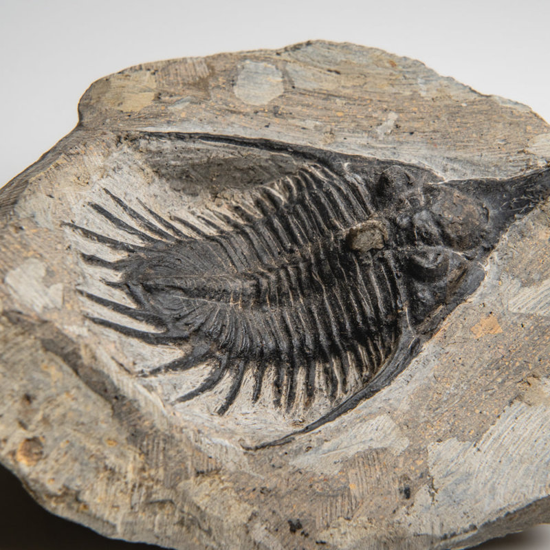 Psychopyge Trilobite On Matrix From Morocco (1.2 Grams)