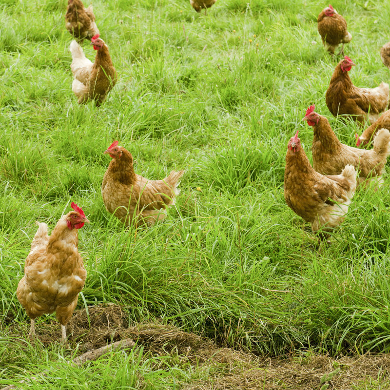 " Free Range " by Tfoxfoto, 12" H x 12" W  