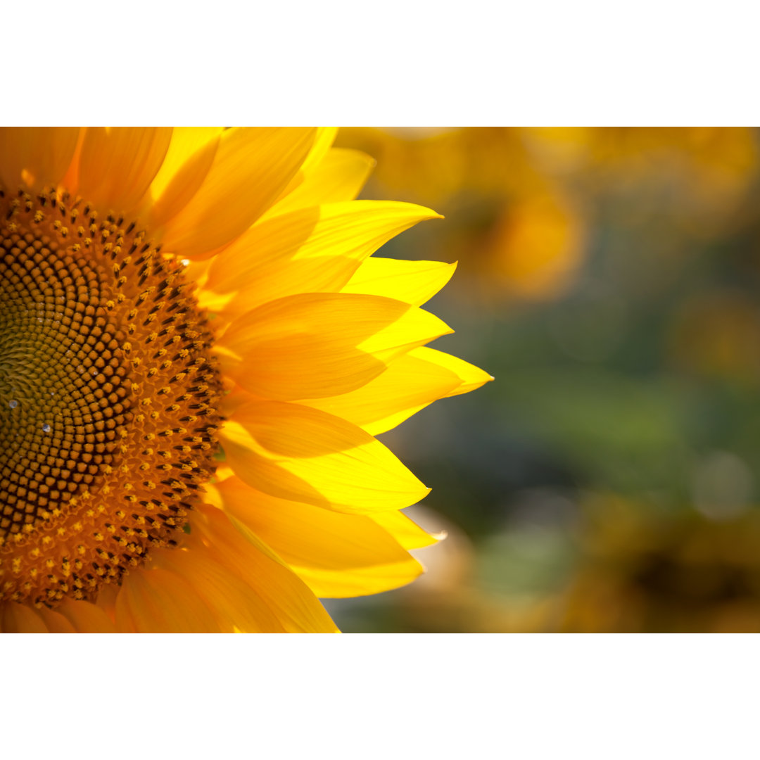 Leinwandbild Makro Sonnenblume Hintergrund mit echten schönen Bokeh