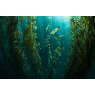 Bruh Dark Forest Of Giant Kelp In California by Velvetfish - Wrapped Canvas Print