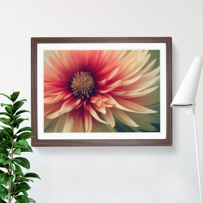 Cosmopolitan Chrysanthemum Flower - Framed Print