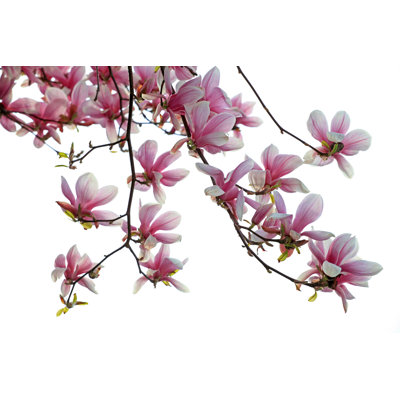 Isolated Branch of Magnolias by Narcisa