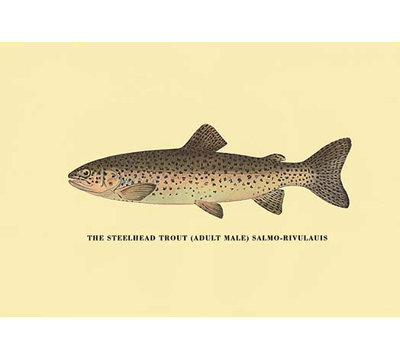 « the steelhead truite » par h.h. leonard, impression