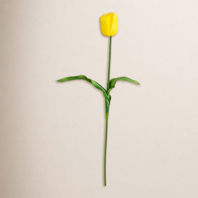 Tulip Floral Stems