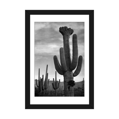 Saguaros, Saguaro National Monument par - impression