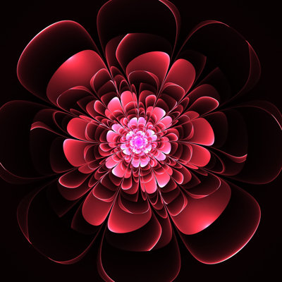 Angelena Beautiful Red Flower On Black Background - Wrapped Canvas Print