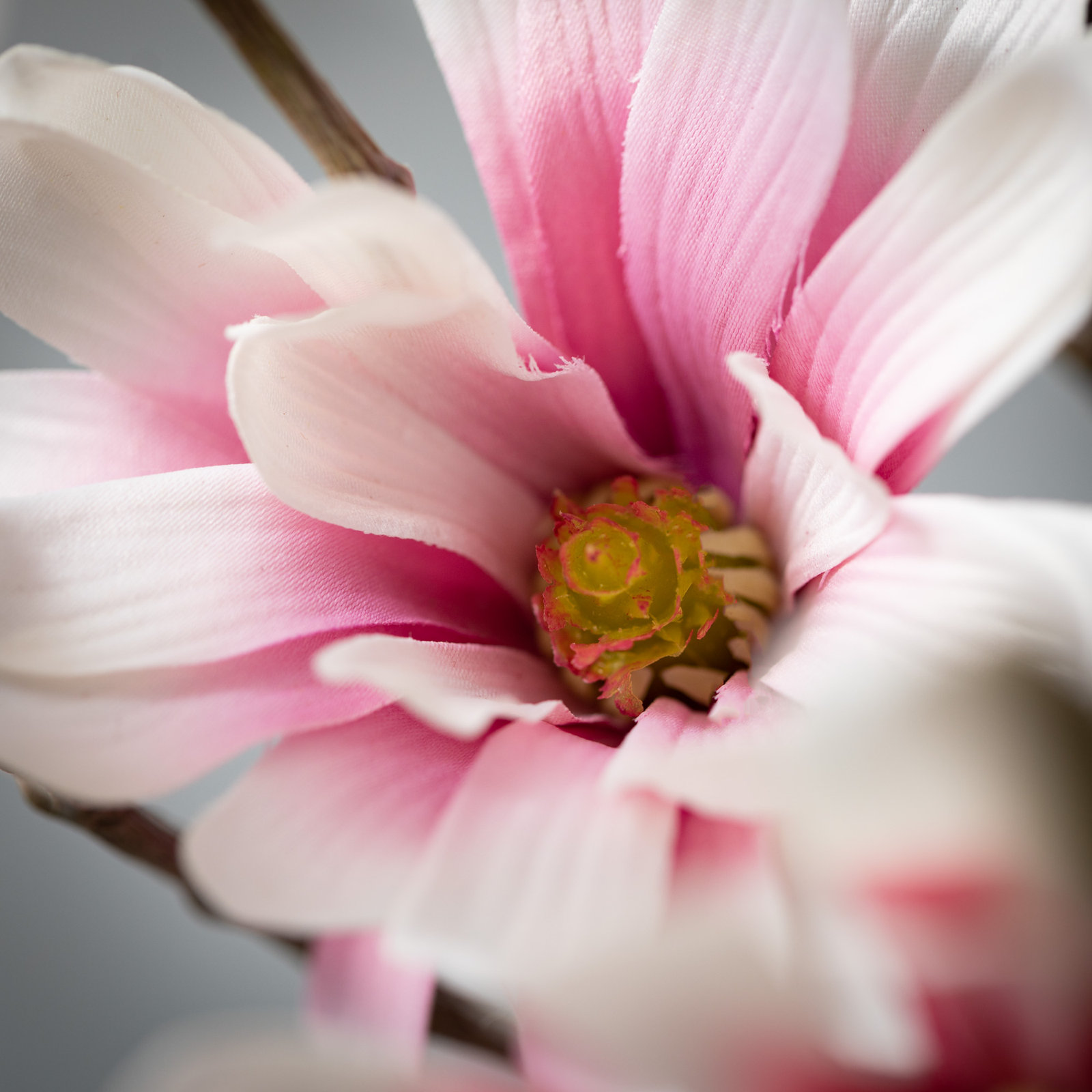 Magnolia Sprays, Pink