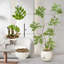 180cm Plant