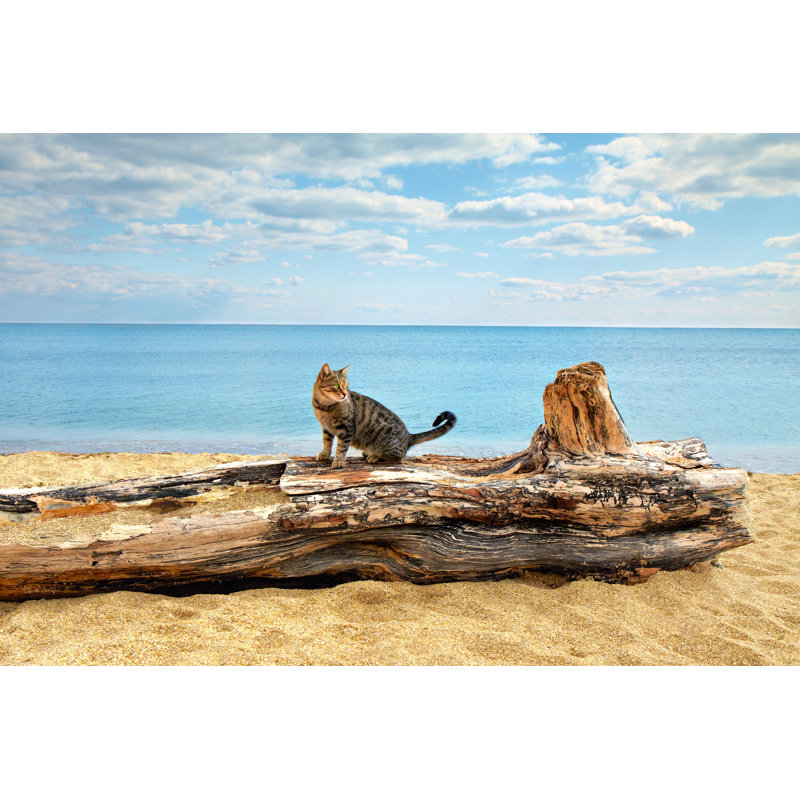 Cat At The Seashore by Vita - Wrapped Canvas Print, 60.96cm H x 91.44cm W