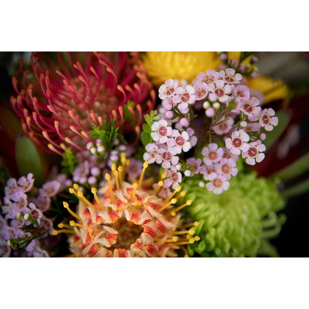 Australische einheimische Blumen von MarkPiovesan - Kunstdrucke auf Leinwand