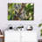Australian Koala Bears-107922763