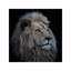 Proud Lion by Louise Wolbers - Wrapped Canvas Print-1486666286