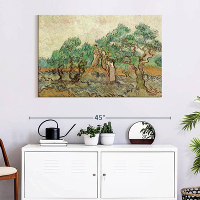 Senne The Olive Orchard