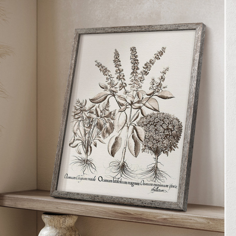 Sépia Besler Botanicals II, reproduction encadrée - bois massif, H 30 po x l 24 po