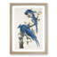 Columbia Jay by John Audubon - Picture Frame Painting-57864427-57864425