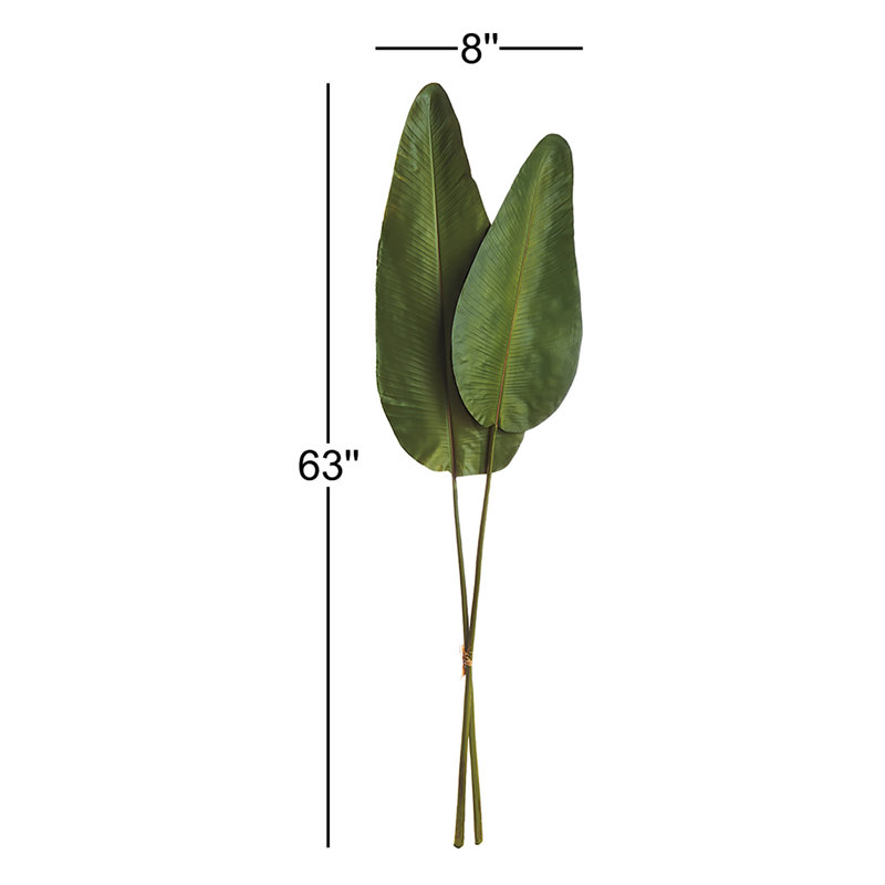 Tige de feuille de Cupp Strelitzia
