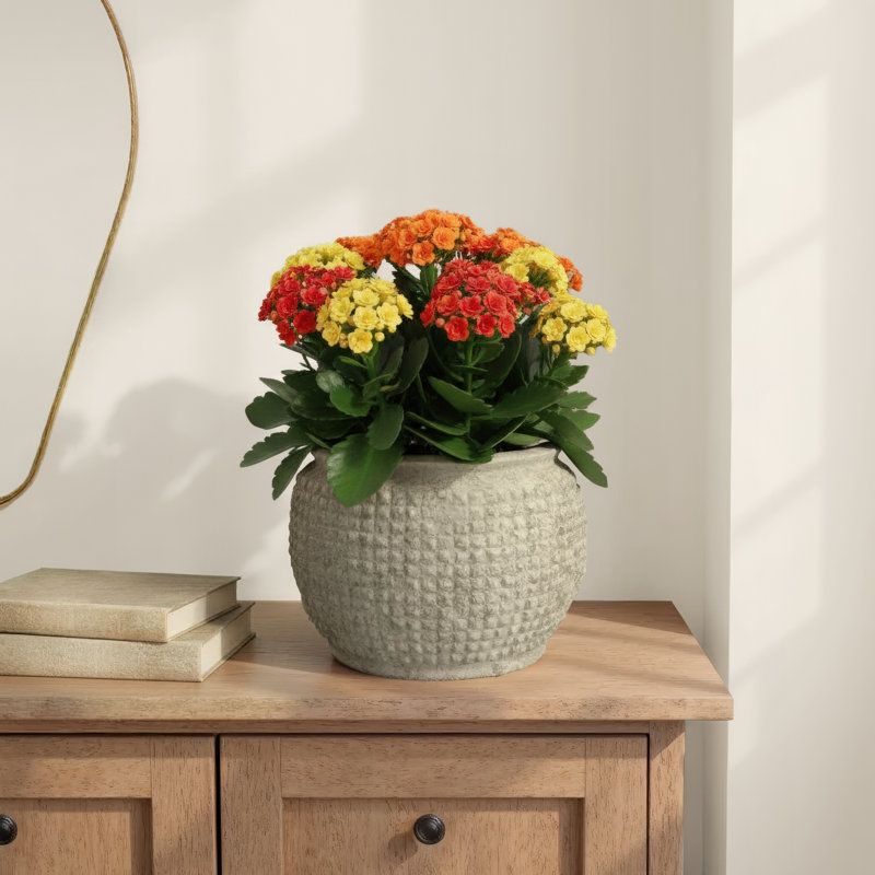 Enderby Handmade Ceramic Pot Planter