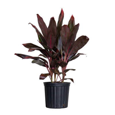 United Nursery Live Cordyline Plant in Nursery Pot