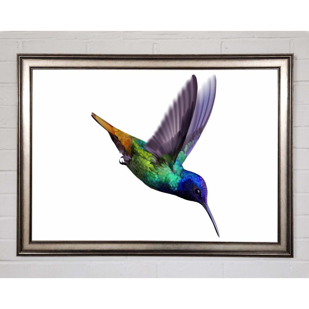 Hummingbird Colours Gerahmter Druck