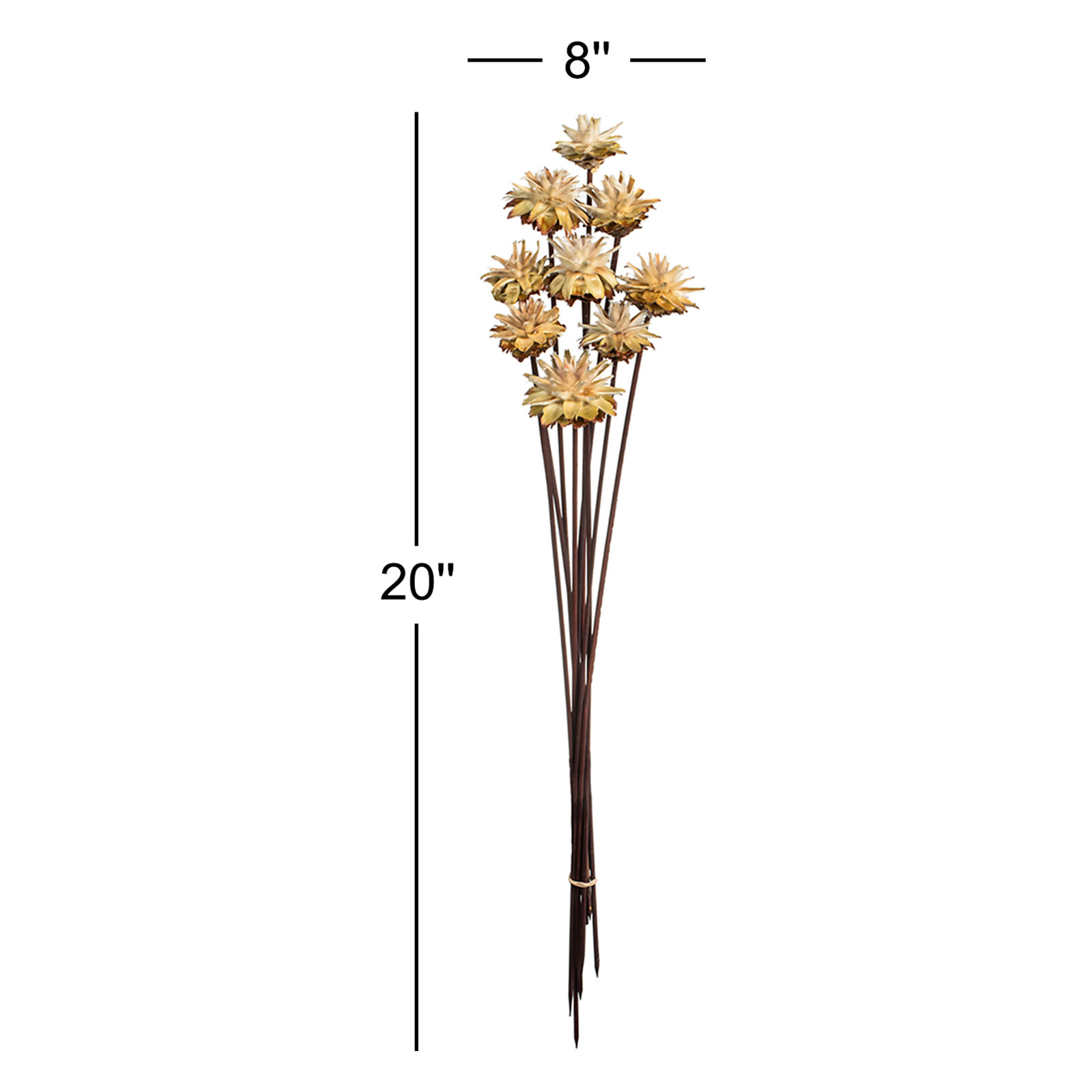 Dried Plumosum Stems