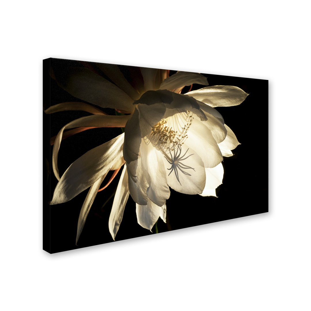 " Midnight Portrait " by Kurt Shaffer Trademark Fine Art 