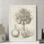 «Fresco Crown Imperial II» par Paul Cezanne - reproduction d'art-776869839-776869879