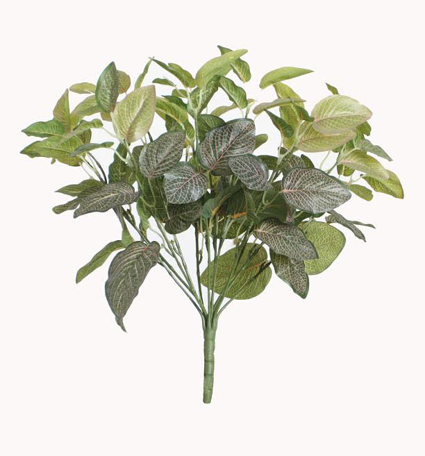 Buisson floral fittonia 16 po