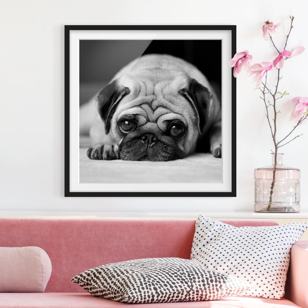 Gerahmter Fotodruck Pug Loves You II