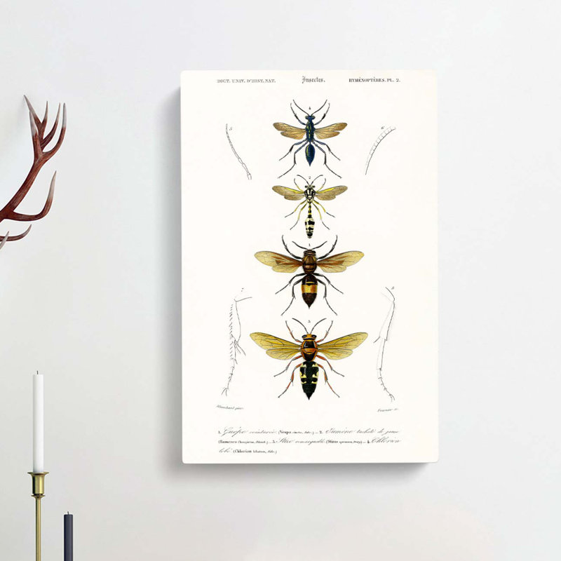 Wasp Illustrations PL. 2 by Charles D' Orbigny - Wrapped Canvas Painting, 60cm H x 40cm W x 3cm D