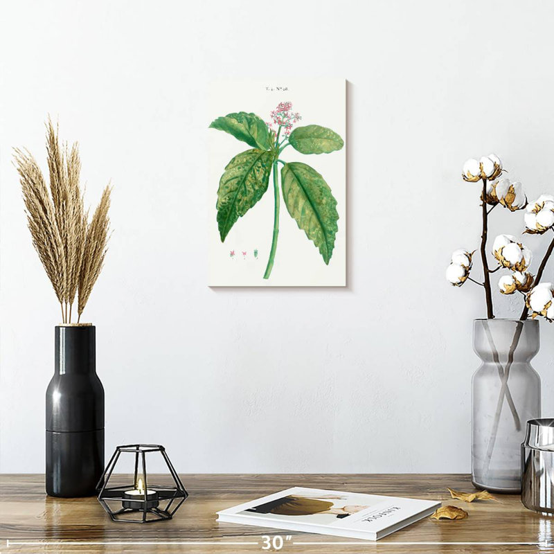 Harnek, laurier japonais, Aucuba Japonica, H 12 po x l 8 po