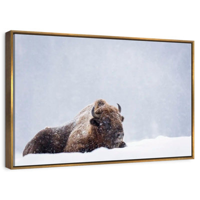 Snow Bathing Bison
