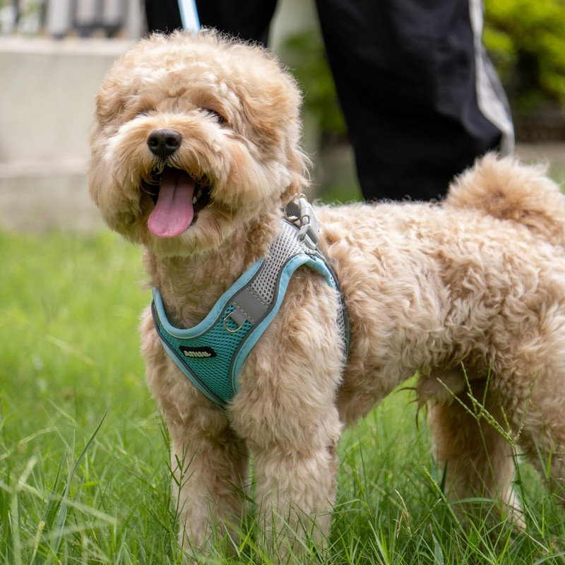 Ensemble de harnais et de laisse pour chien sans traction, harnais réglable pour chien avec gilet rembourré pour toutes les saisons, laisse pour chien avec poignée rembourrée douce, facile à mettre sur les petits et moyens chiens gris-vert M