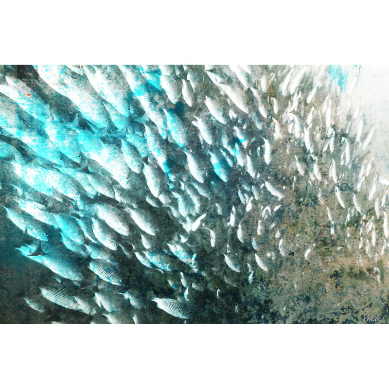 Parvez Taj - Wrapped Canvas Print, 76cm H x 114cm W x 3.81cm D