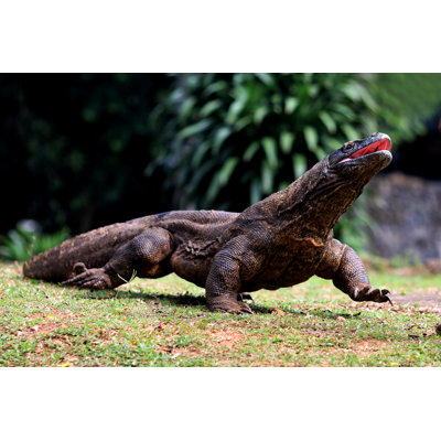 Komodo Dragon by Yamtono_Sardi