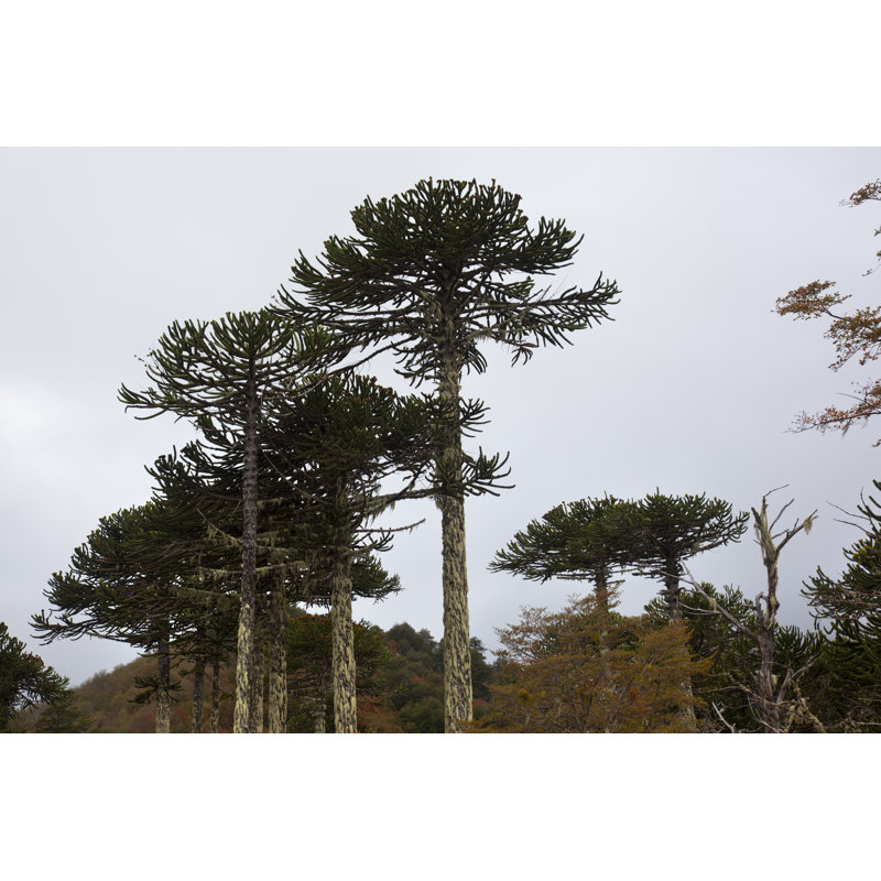 Auracarias 1 Piece Wrapped Canvas Wall Art, 51cm H x 76cm W