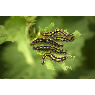 " Caterpillars "