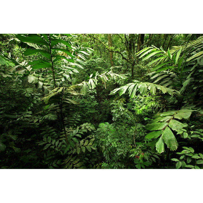 «Green Jungle Foliage» par Mtilghma - impression sur toile tendue, L 12 po x H 8 po