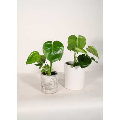 Upshining Live Foliage Plant in Ceramic Pot