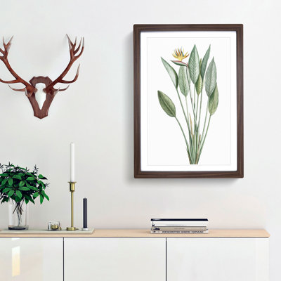 Bird of Paradise Flower by Pierre-Joseph Redoute - Picture Frame Painting Print