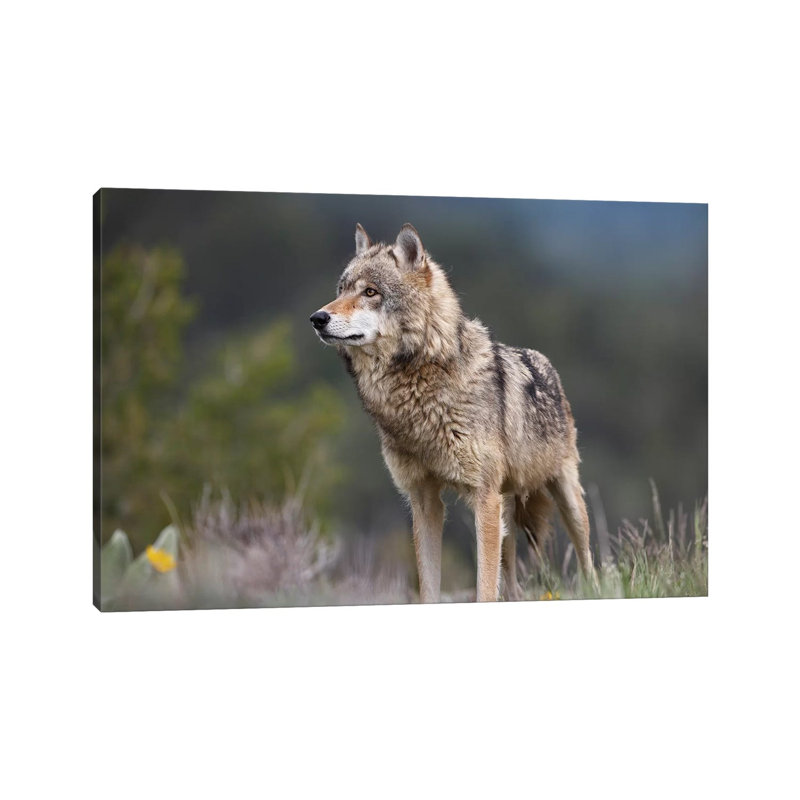 Grey Wolf, North America II by Tim Fitzharris - Wrapped Canvas Print, 101.6 cm H x 66.04 cm W x 1.91 cm D