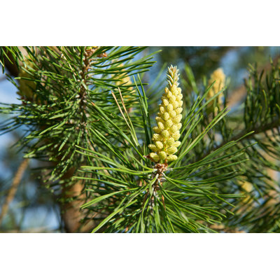 " Scots Pine Pollen Cone " by Skyscapes