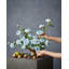 Roses Bushes-1913941525