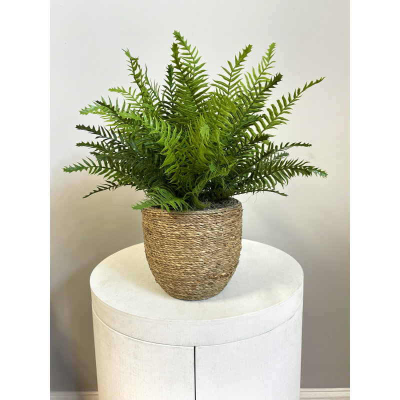 UV Rated Outdoor Boston Fern in Straw grass Wrapped Pot