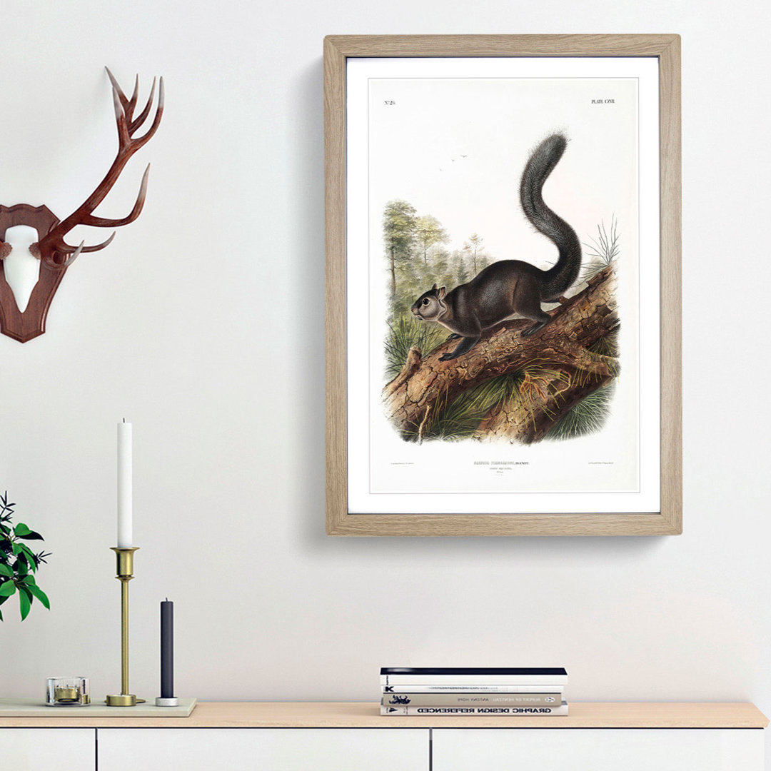 Dusky Squirrel by J.W. Audubon - Picture Frame Painting Print