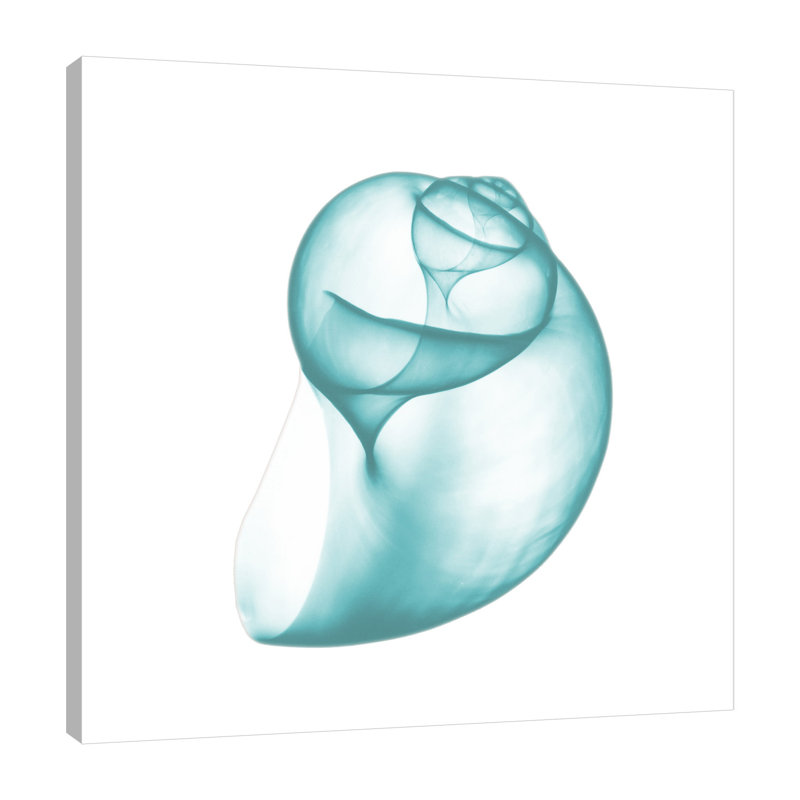 Turquoise Water Snails - Wrapped Canvas Print, 30cm H x 30cm W