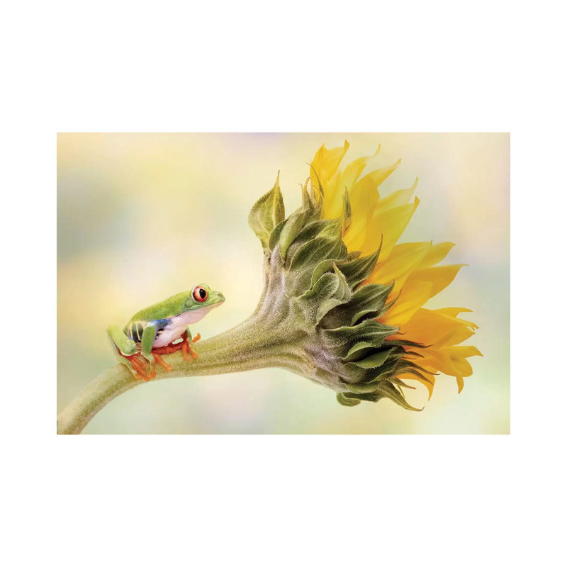 Red Eyed Tree Frog On A Sunflower by Linda D Lester - Print on Canvas, 30.48 cm H x 45.72 cm W, Wrapped Canvas