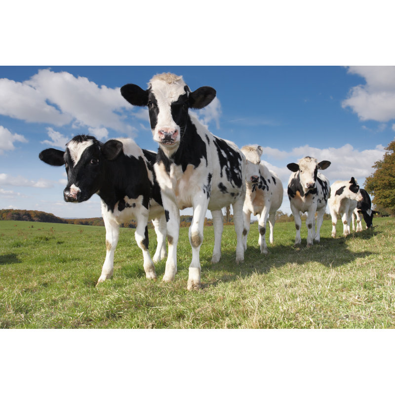 Young Calves And Cows by ThinkDeep - Wrapped Canvas Print, 81cm H x 122cm W x 3.8cm D