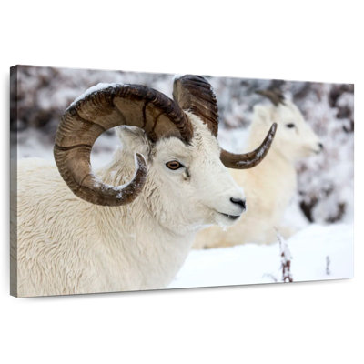 Crowle Winter - Mouton