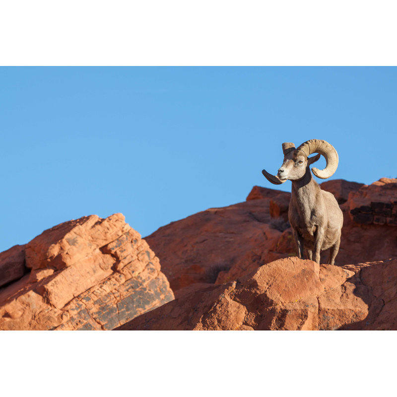 «Desert Bighorn Sheep» par Equigini - photographie sur toile tendue, H 8 po x l 12 po