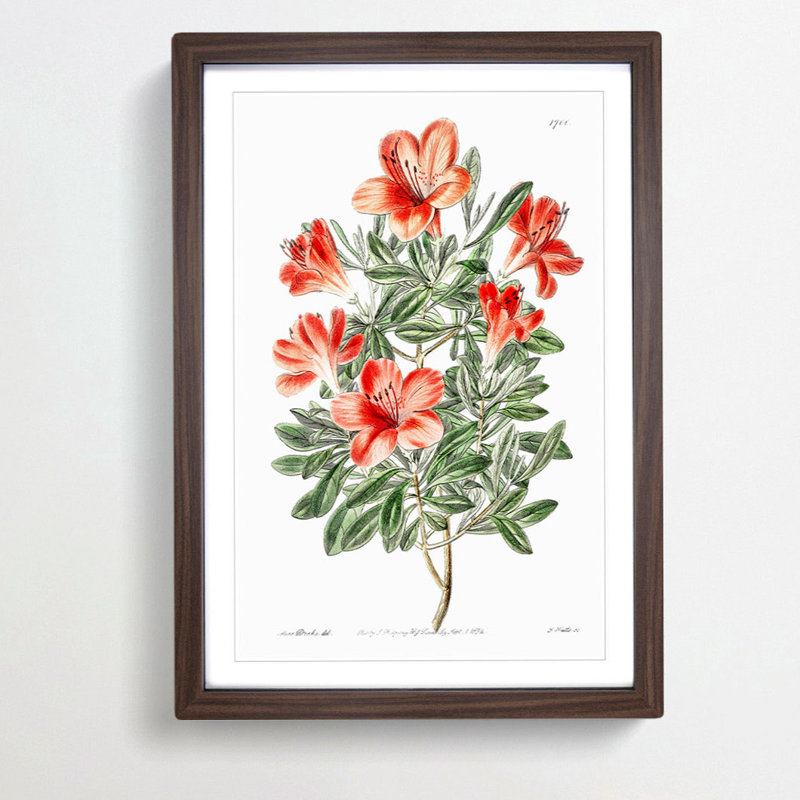 Red Chinese Azalea Flowers - Picture Frame Painting Print, 48cm H x 36cm W x 2cm D, Walnut Framed